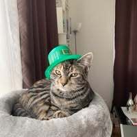 Profilbild
